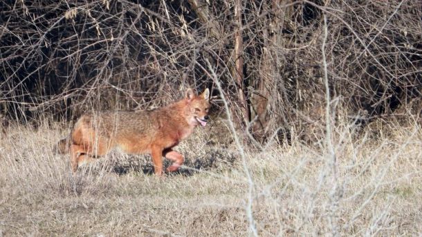 HANDOUT - Ein Goldschakal streift durch das Donaudelta. Ihre Ausbreitung wird in Rumänien kontrovers diskutiert. Foto: Mihai Marinov/DDNI/dpa - ACHTUNG: Nur zur redaktionellen Verwendung im Zusammenhang mit der aktuellen Berichterstattung und nur mit vollständiger Nennung des vorstehenden Credits
